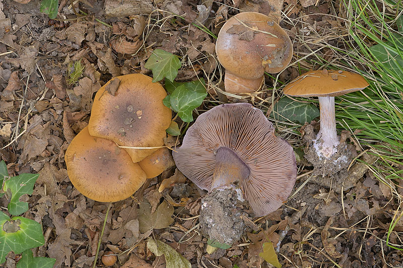 Cortinarius (subgenus Phlegmacium) collocandoides